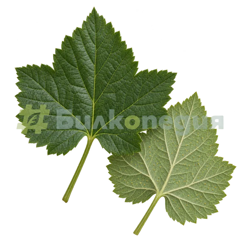 Ribes nigrum var. nigrum - лист и жълти жлези по долната страна, генерирана образователна визуализация