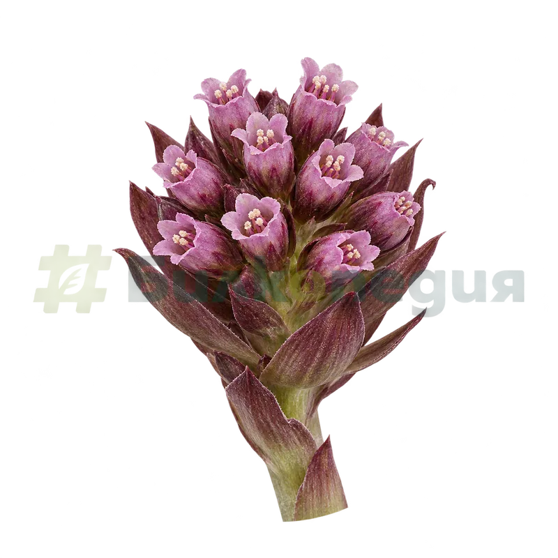 Petasites hybridus subsp. hybridus - по-едра функционално мъжка кошничка, генерирана образователна визуализация
