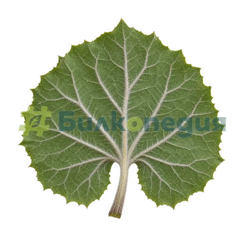 Petasites hybridus (L.) G.Gaertn., B.Mey. & Scherb. - по-стар лист с мъх главно по жилките, генерирана образователна визуализация