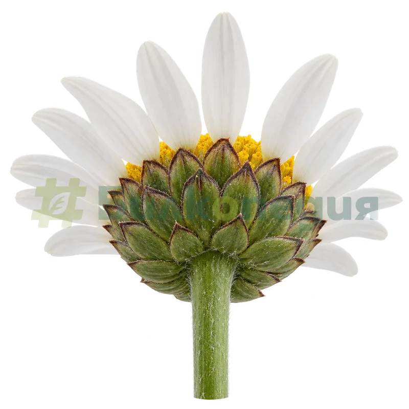 Leucanthemum vulgare Lam. subsp. vulgare - обвивка на цветната кошничка, генерирана образователна визуализация