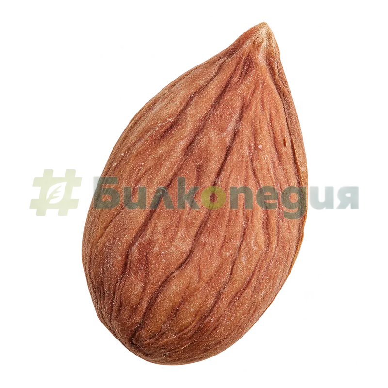 Prunus persica (L.) Batsch - семе от костилката - фармакопейно състояние, генерирана образователна визуализация