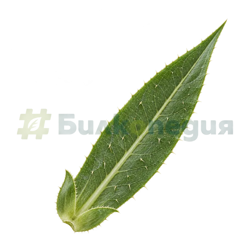 Dipsacus fullonum L. - по-тесен горен лист с почти цял ръб, генерирана образователна визуализация