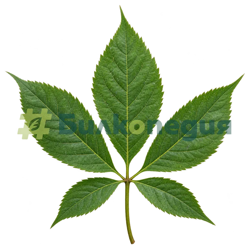 Panax ginseng C.A.Mey. - длановидно сложен лист, генерирана образователна визуализация