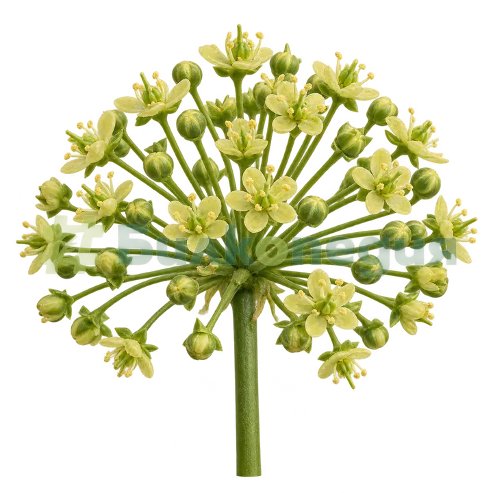 Panax ginseng C.A.Mey. - сенник от дребни цветове, генерирана образователна визуализация
