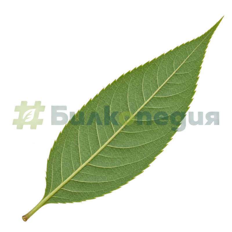 Prunus persica (L.) Batsch - лист - долна страна, генерирана образователна визуализация