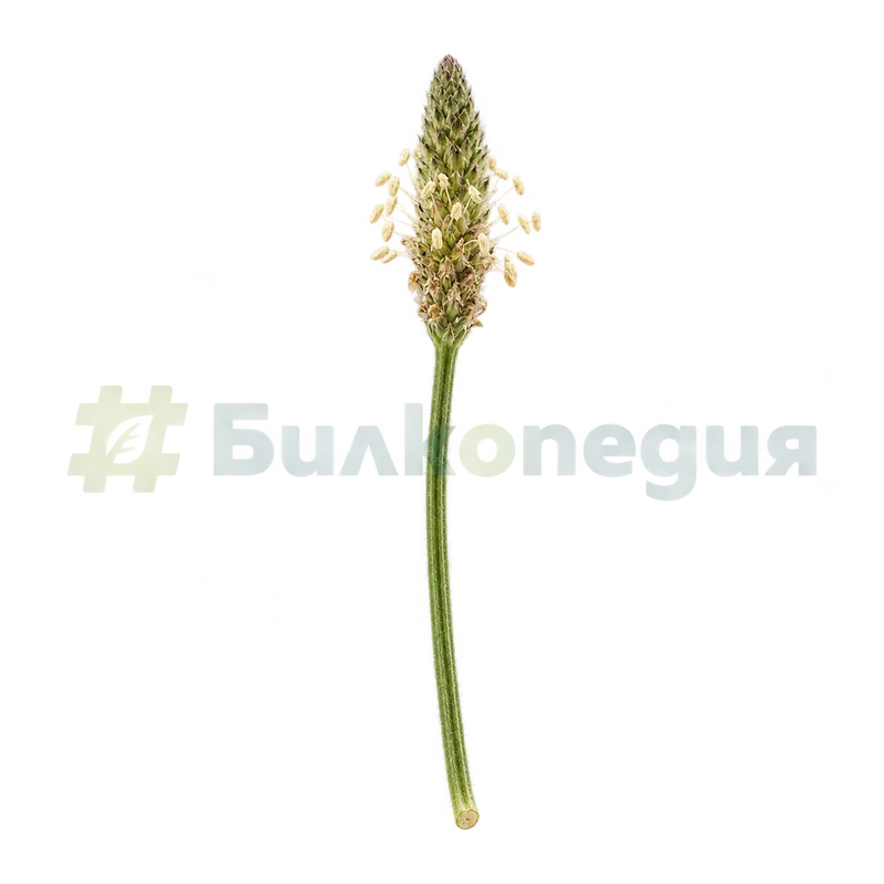 Plantago lanceolata L. - безлистна цветоносна дръжка с пет бразди, генерирана образователна визуализация