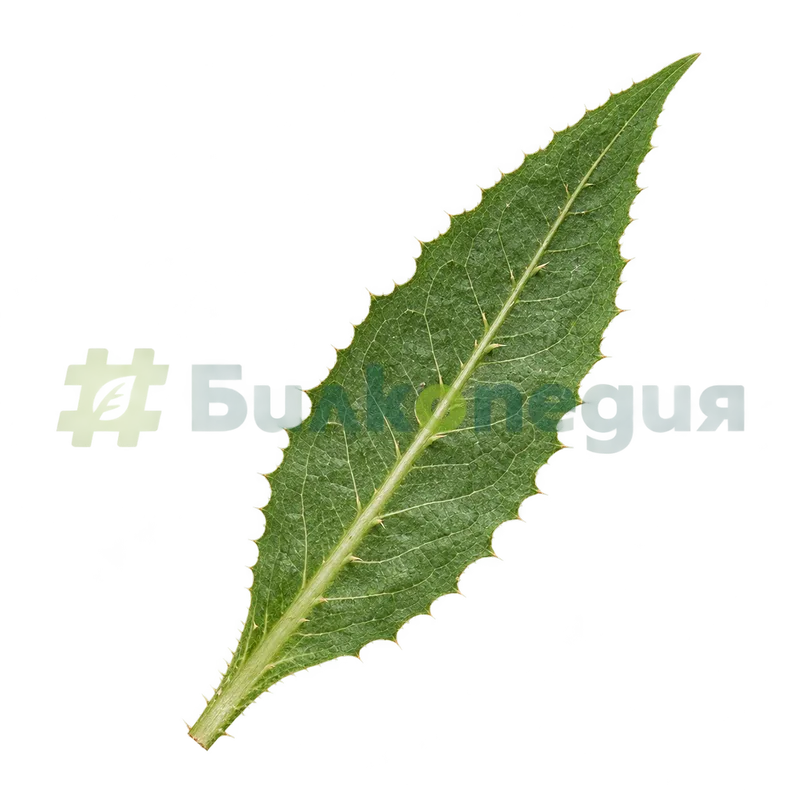 Dipsacus fullonum L. - цял долен лист с назъбен ръб, генерирана образователна визуализация