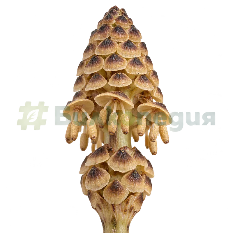 Equisetum arvense L. - спороносци и спорангии, генерирана образователна визуализация
