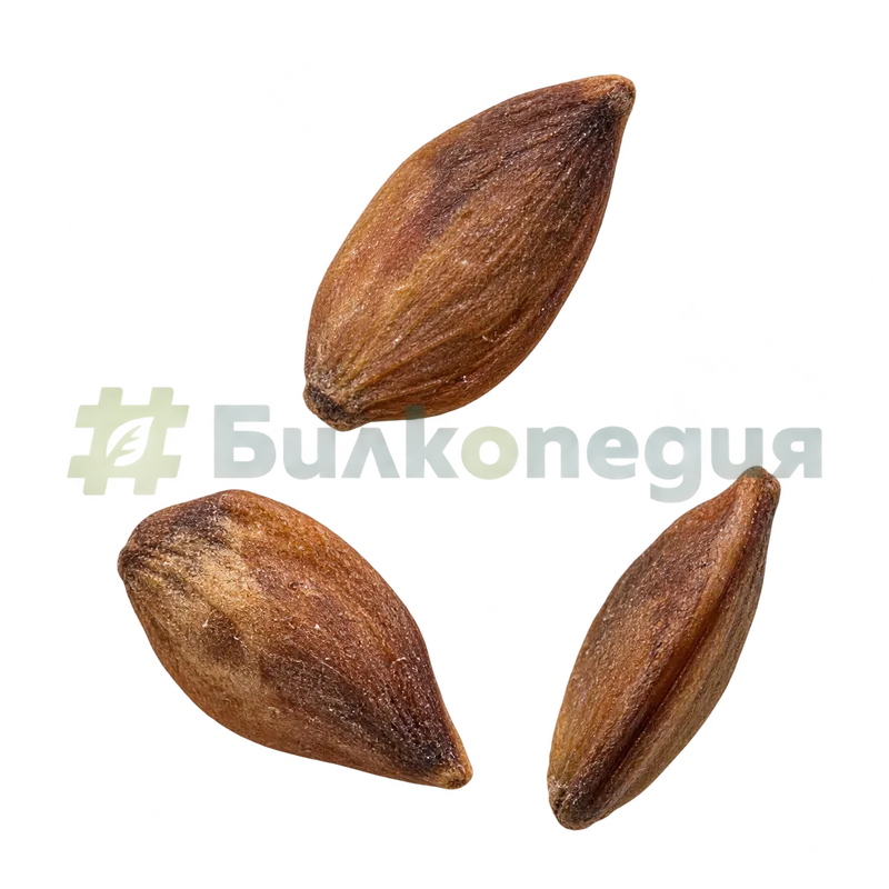 Sorbus aucuparia L. - семена - кафяви и леко сплеснати, генерирана образователна визуализация