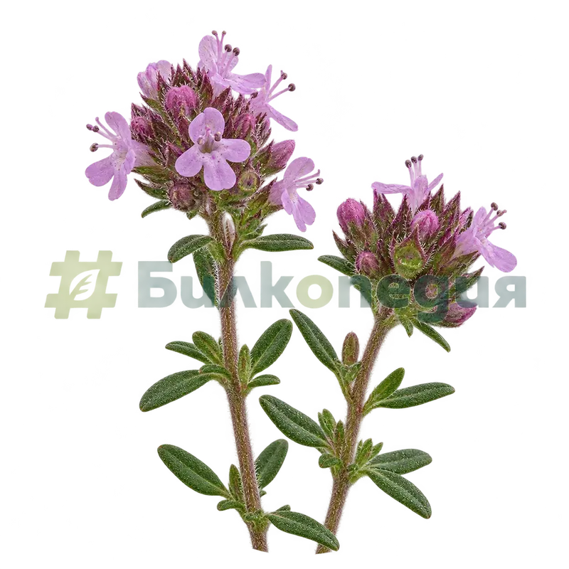 Thymus serpyllum L. - розоволилави цветни връхчета, генерирана образователна визуализация