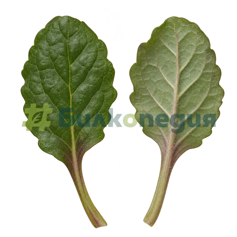 Ajuga reptans L. - листа с лопатеста форма, генерирана образователна визуализация