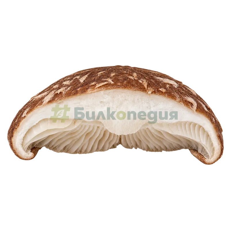 Lentinula edodes (Berk.) Pegler - месеста част на шапката - разрез, генерирана образователна визуализация
