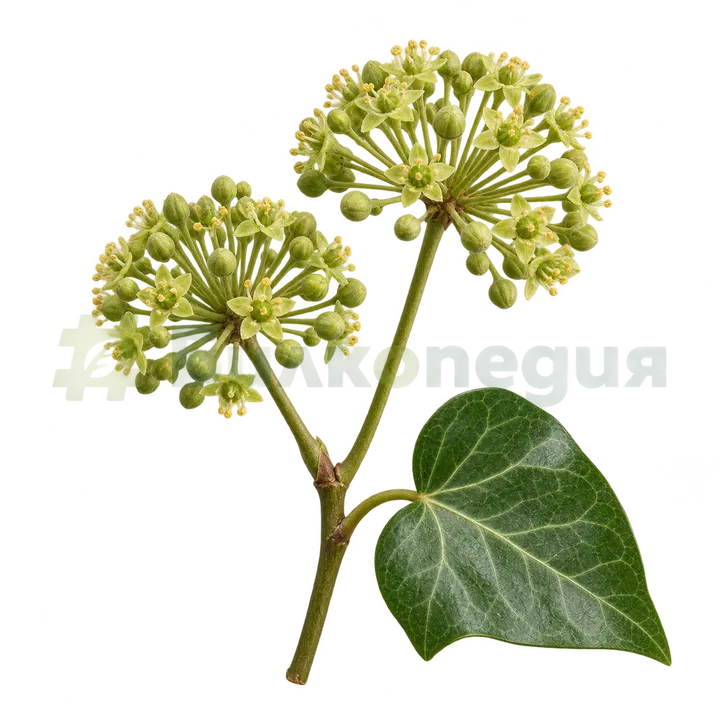 Hedera helix L. - цветове, генерирана образователна визуализация