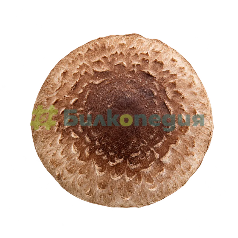 Lentinula edodes (Berk.) Pegler - шапка с прилегнали люспици, генерирана образователна визуализация
