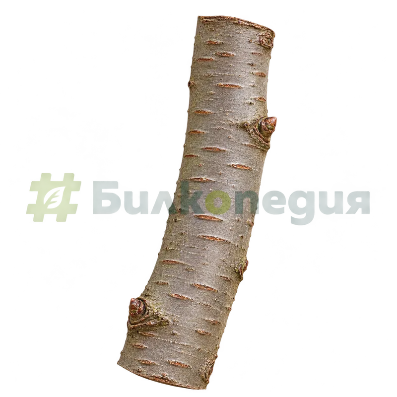 Sorbus aucuparia L. - кора - гладка и сива, генерирана образователна визуализация