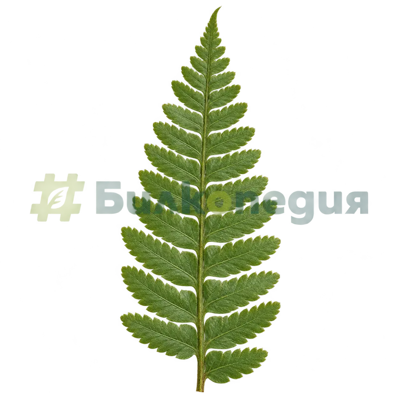 Dryopteris filix-mas (L.) Schott - перо с назъбени листни дялове, генерирана образователна визуализация