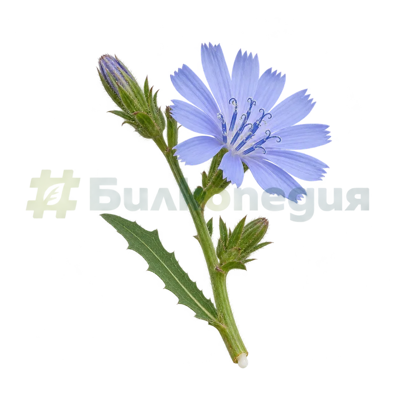 Cichorium intybus L. subsp. intybus - бял млечен сок при нараняване, генерирана образователна визуализация