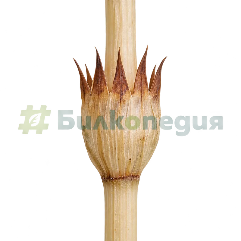 Equisetum arvense L. - влагалище на спороносното стъбло, генерирана образователна визуализация