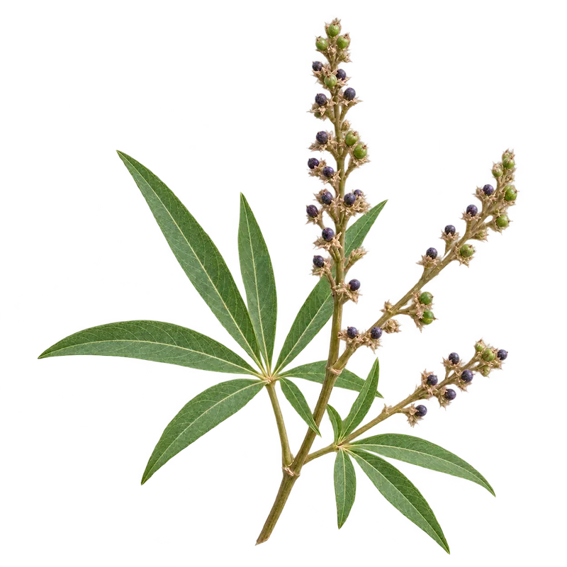 Vitex agnus-castus L. - плодове, генерирана образователна визуализация