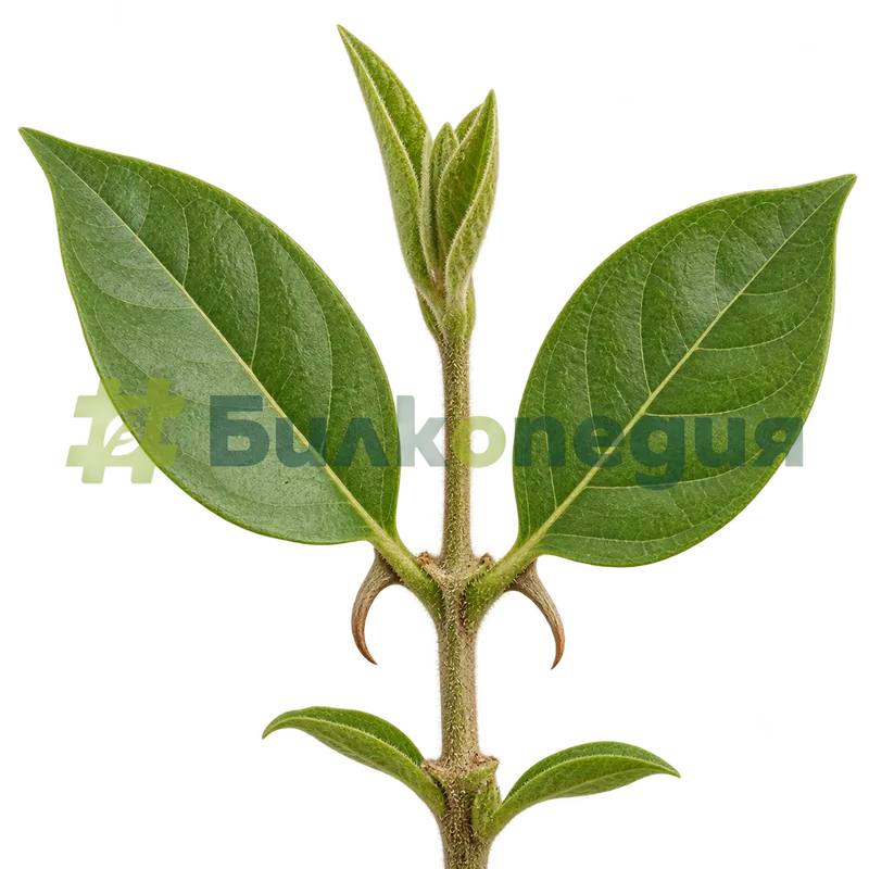 Uncaria tomentosa (Willd. ex Schult.) DC. - котешки нокът - клонка със закачващи шипове, генерирана образователна визуализация
