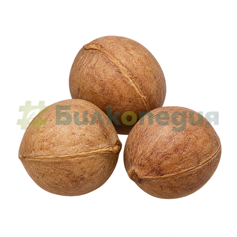 Prunus cerasus L. - костилка, генерирана образователна визуализация