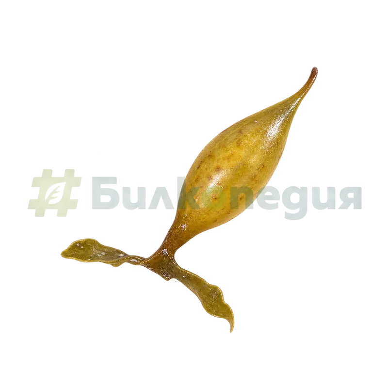 Sargassum fusiforme (Harvey) Setchell, 1931 - вретеновидно въздушно мехурче, генерирана образователна визуализация