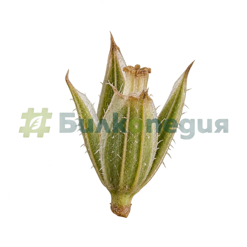 Plantago lanceolata L. - чашка със сраснали предни чашелистчета, генерирана образователна визуализация