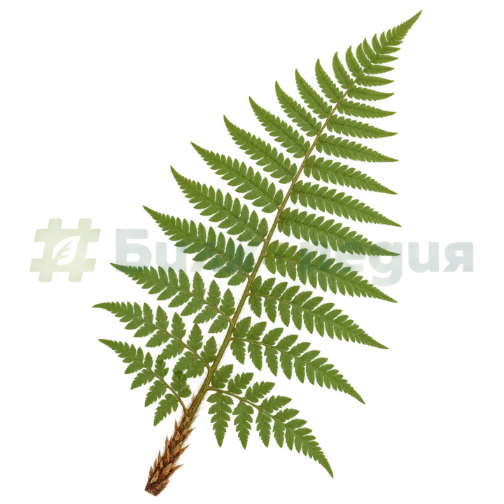 Dryopteris filix-mas (L.) Schott - цял перест лист, генерирана образователна визуализация