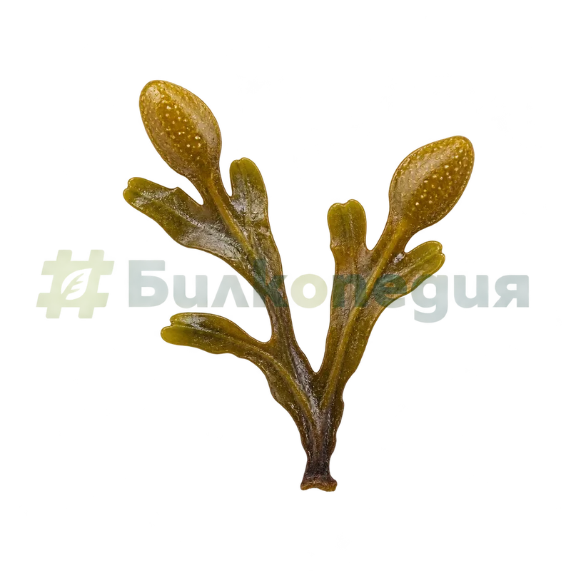 Fucus vesiculosus Linnaeus, 1753 - репродуктивни върхове на талуса, генерирана образователна визуализация
