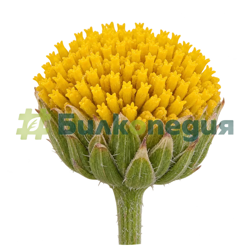 Tanacetum balsamita L. var. balsamita - жълта кошничка без езичести цветове, генерирана образователна визуализация