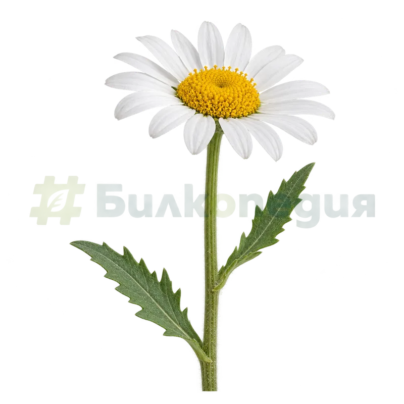 Leucanthemum vulgare Lam. subsp. vulgare - надлъжно набраздено стъбло, генерирана образователна визуализация