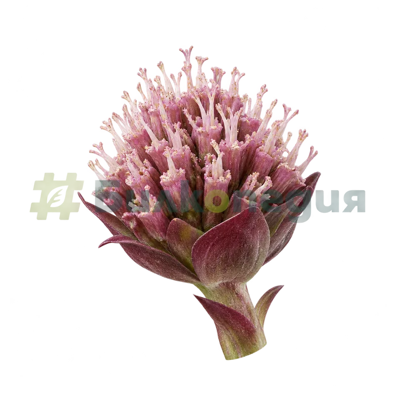 Petasites hybridus subsp. hybridus - по-дребна женска кошничка с тесни тръбести цветчета, генерирана образователна визуализация