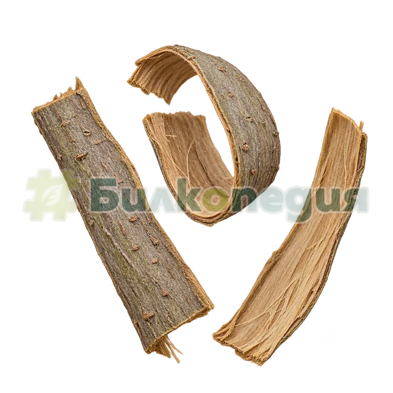 Salix alba L. - кора от млади клони, генерирана образователна визуализация