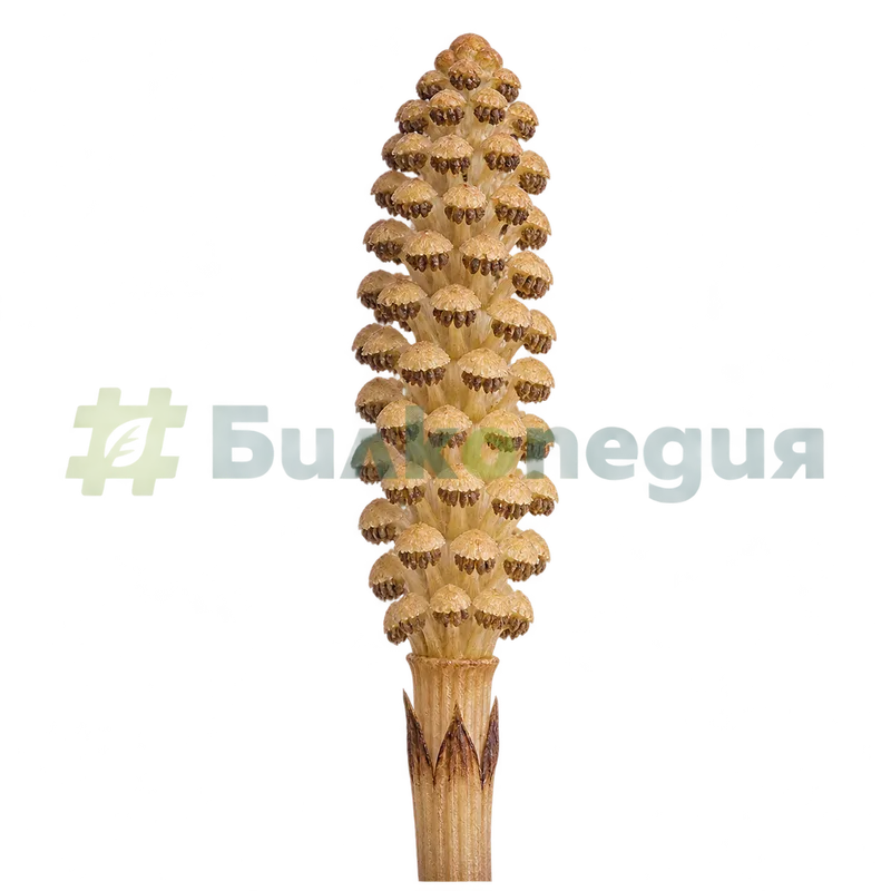 Equisetum arvense L. - спороносно класче - стробил, генерирана образователна визуализация