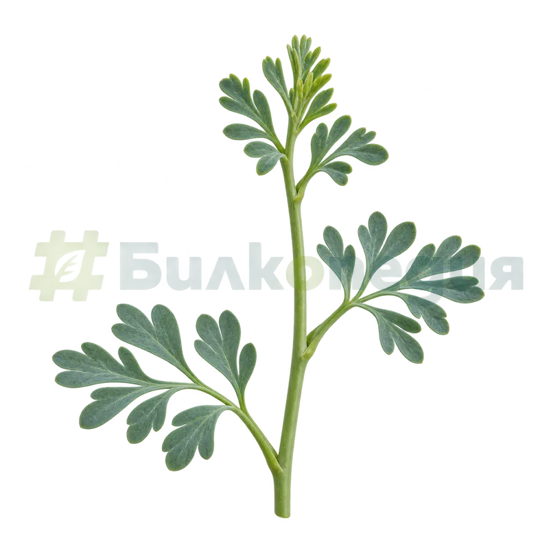 Ruta graveolens L. - младо облистено стъбло, генерирана образователна визуализация
