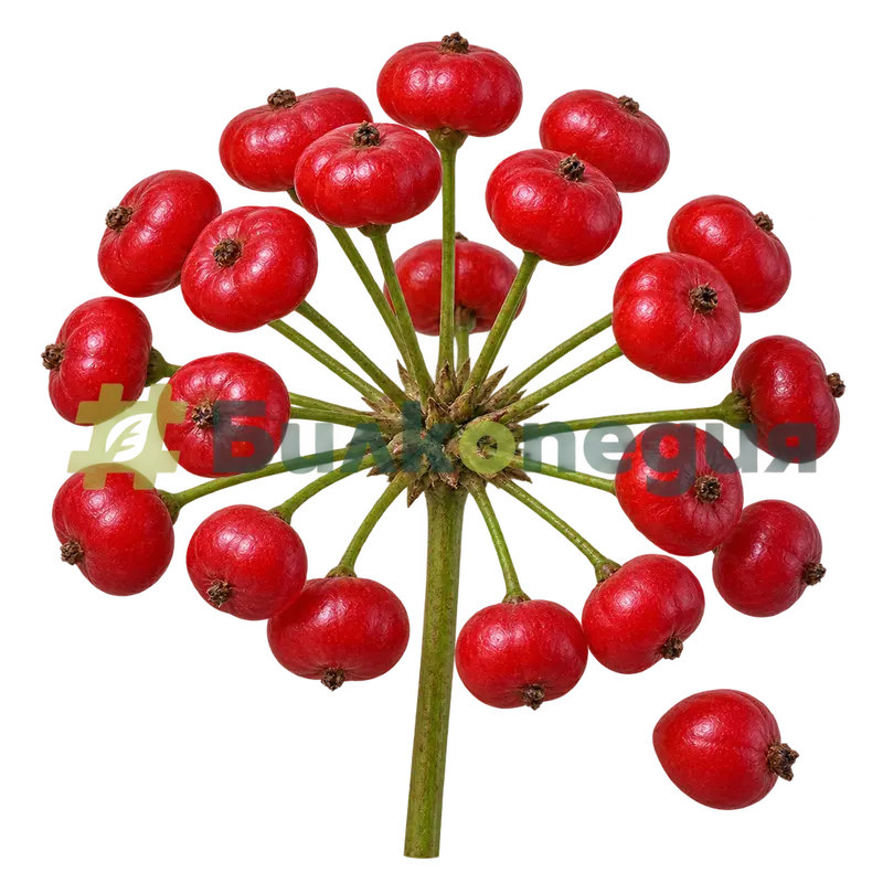 Panax ginseng C.A.Mey. - червени сплеснатокълбовидни плодове, генерирана образователна визуализация