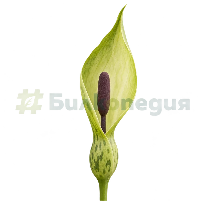 Arum maculatum L. - жълтозелена спата и виолетовокафяв кочан, генерирана образователна визуализация