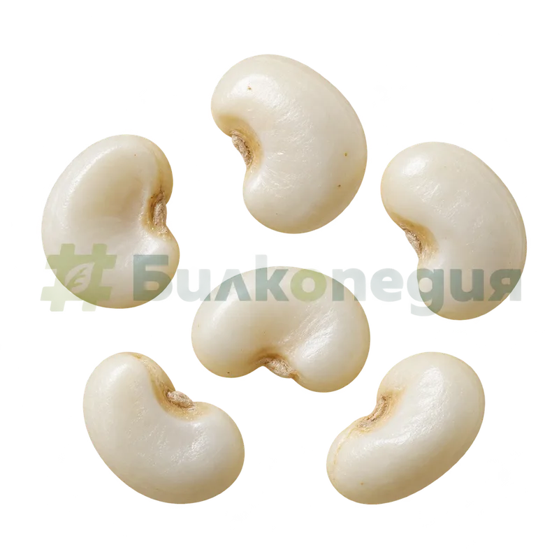 Panax ginseng C.A.Mey. - бели бъбрековидни семена, генерирана образователна визуализация