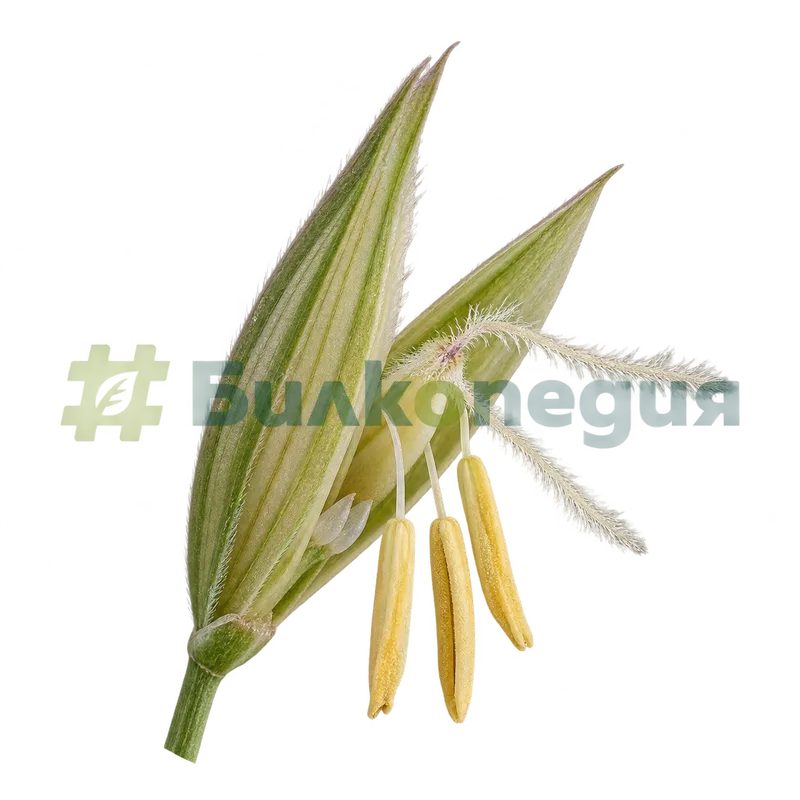 Elymus repens (L.) Gould - цветче с три тичинки и две близалца, генерирана образователна визуализация