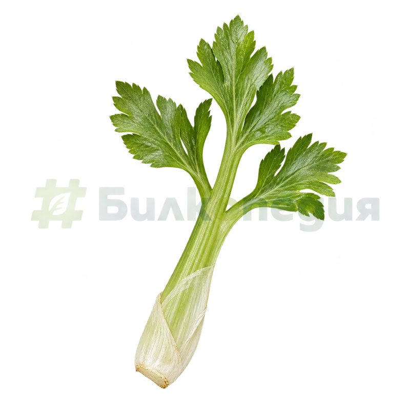 Apium graveolens L. - ципеста влагалищна основа на дръжката, генерирана образователна визуализация