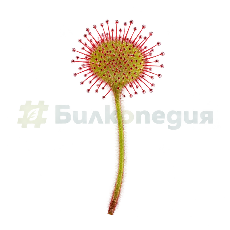 Drosera rotundifolia L. - кръгъл лист с дълга плоска дръжка, генерирана образователна визуализация